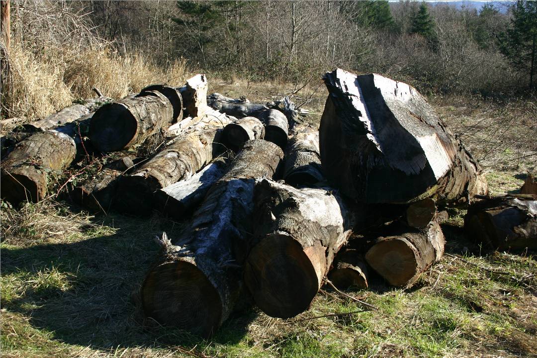 There are about 5 good oak logs in this pile. Some are a little over 2 feet in diameter.